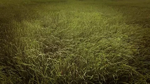 Cattails (typha) blowing in the wind video. A peaceful environment ambiance. Stock Footage 343321718
