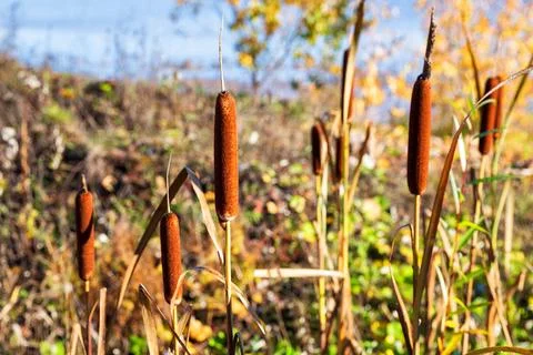 Cattails (Typha latifolia) Stock-Fotos