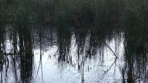 Cattails Typha latifolia reflected in dark swamp water Vídeo Stock 337319479