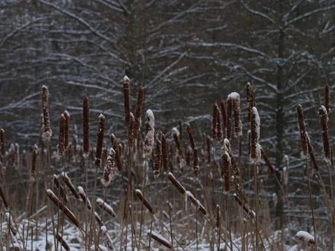 Cattails in winter - dark backdrop Foto stock