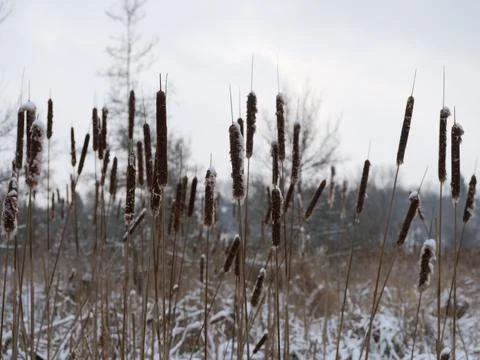 Cattails in winter - light backdrop Foto stock
