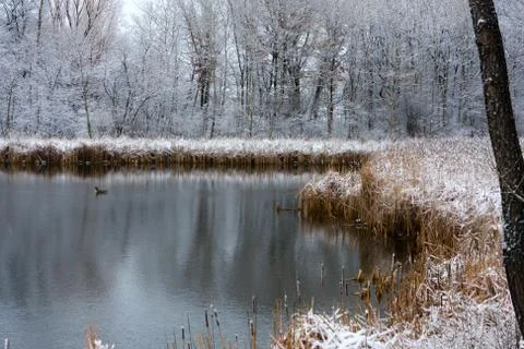 Cattails in the winter. Stock Photos