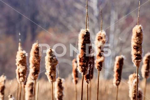 Cattails In Winter Stock Photos