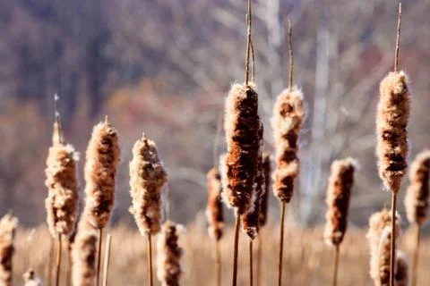 Cattails In Winter Stock Photos