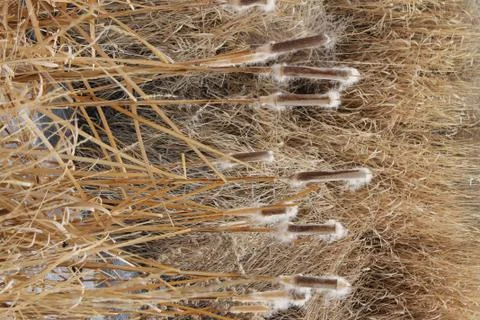 Cattails in Winter Snow Foto stock