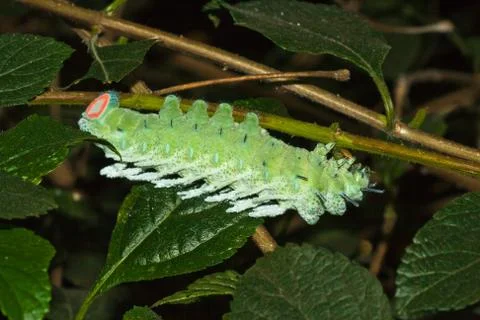 Catterpillar of an attacus imperator moth Stock Photos