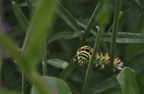 A catterpillar in the gras Stock Photos