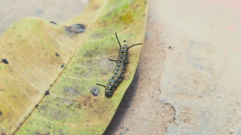 Catterpillar on a Leaf Crawling Slow 8K 스톡 동영상 207813605