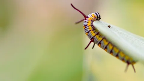 Catterpillar Nature Video Stock Footage 85685435