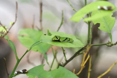 Catterpillar Stock Photos