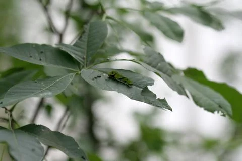 Catterpillar Stock Photos