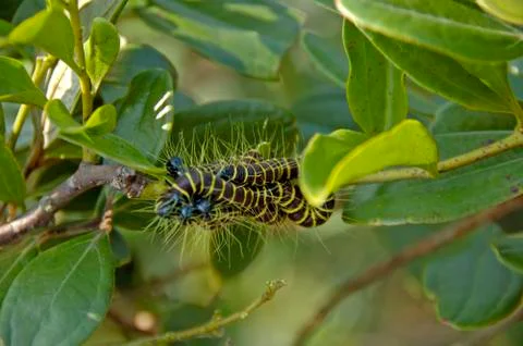 Catterpillars in a bush Stock Photos