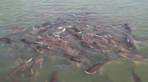 Cattfish feeding Stock Footage 20486915