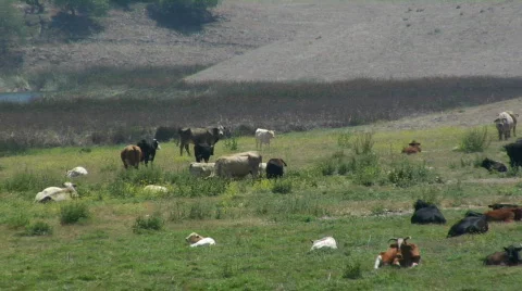 Cattle 1 Stock Footage 80022