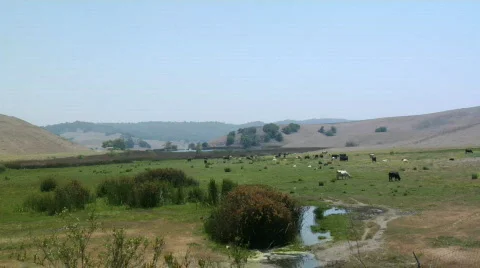 Cattle 2 Stock Footage 80021