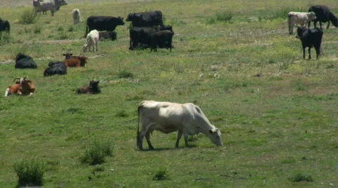 Cattle 3 Stock Footage 80023