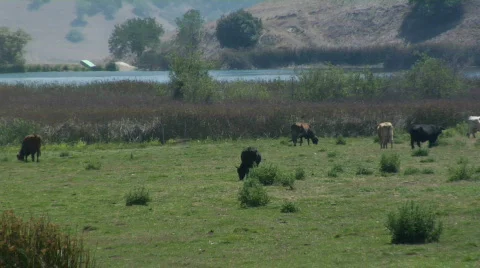 Cattle 4 Stock Footage 80015