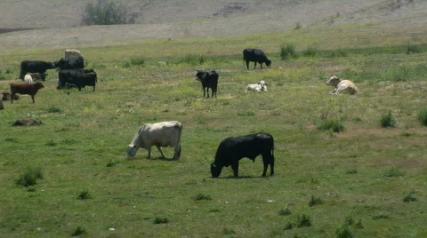 Cattle 5 Stock Footage 80020