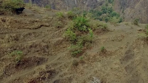 Cattle above Mbapit lake Video stock 80883575