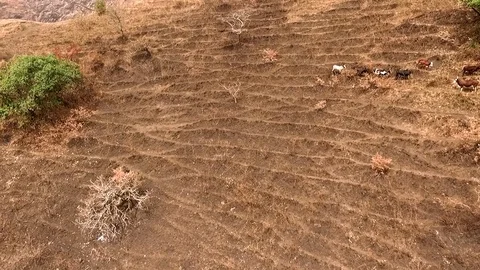 Cattle above Mbapit lake Stock Footage 80884618