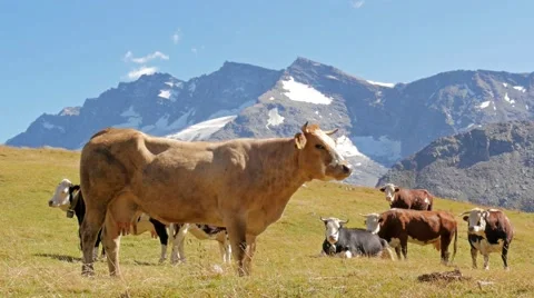 Cattle in an alpine landscape Видео 41631346