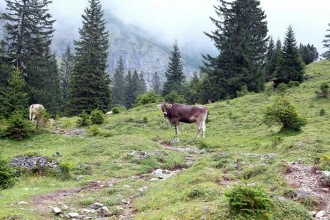 Cattle on alpine meadows in fog Stock-Fotos