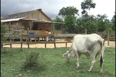 Cattle in the Amazon Stock Footage 24261350