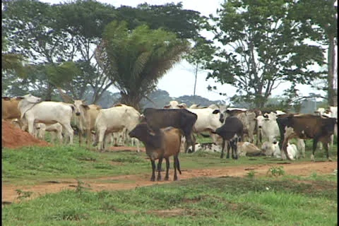 Cattle in the Amazon Stock Footage 24262112