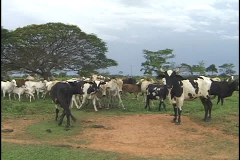 Cattle in the Amazon Stock Footage 24262430