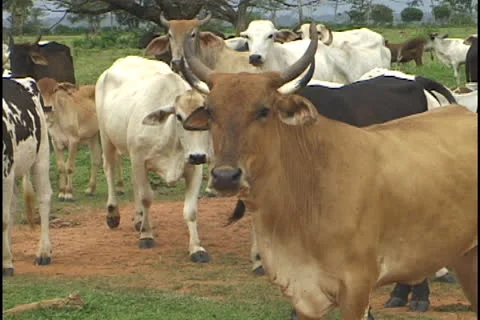 Cattle in the Amazon. Stock Footage