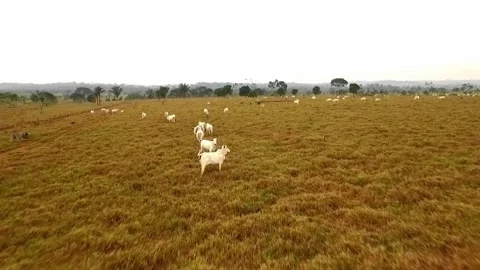 Cattle in the Amazon grazing at the end of the afternoon during the golden hour. Stock Footage 328669913