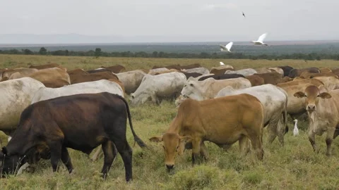 Cattle and birds Stock Footage 151402947
