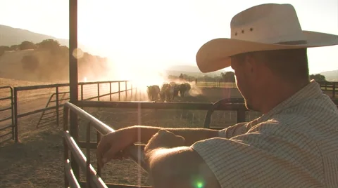 Cattle and Cowboy Stock Footage