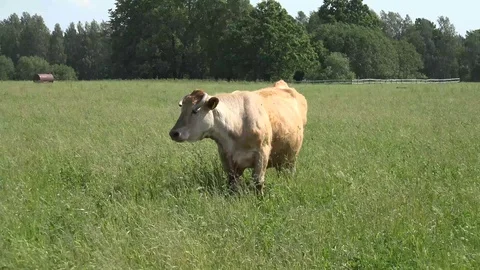 Cattle and Meadow 動画素材 109535069