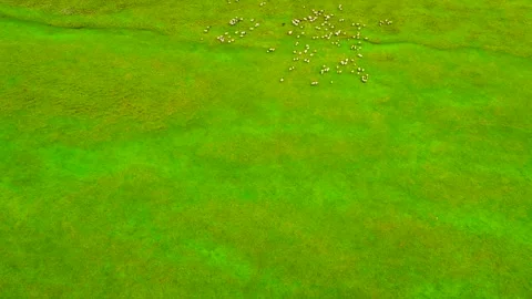 Cattle and Sheep Herd Roaming Vast Grasslands Stock Footage 304209110
