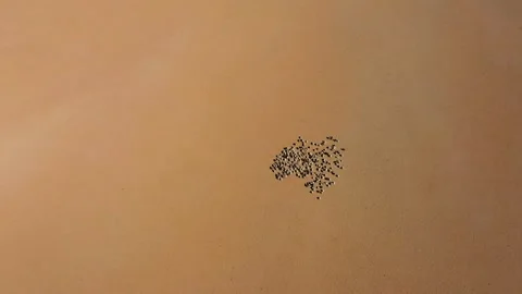 Cattle and sheep, herds of cattle and sheep, herds of sheep Stock Footage 241969650