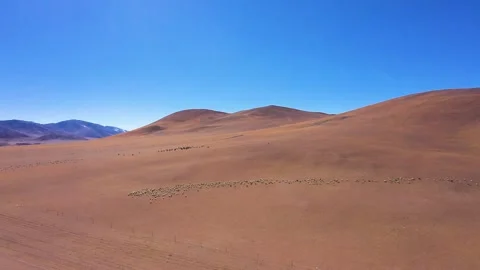 Cattle and sheep, herds of cattle and sheep, herds of sheep Stock Footage 241978441