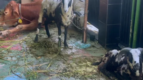 Cattle and sheep in a temporary pen for Eid al-Adha 스톡 동영상 336976416