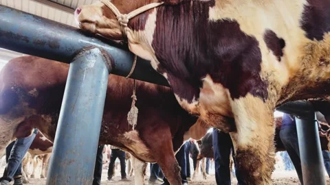 Cattle and sheep trading at the crowded Kashgar Livestock Bazaar Stock Footage 343231727