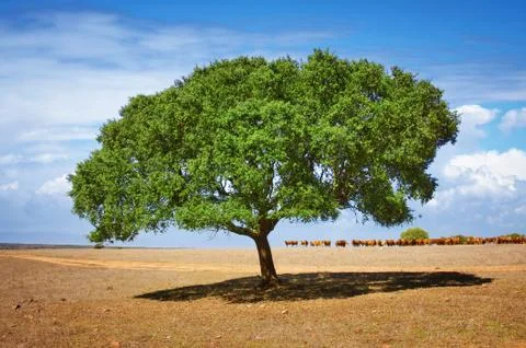 Cattle and Tree Stock Photos