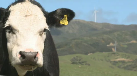 Cattle and windmill Stock Footage 539990