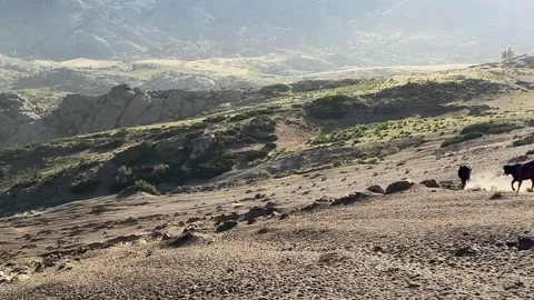 Cattle and Yaks Migrating Through Rugged Mountains of Xinjiang, China Stock Footage 337857822