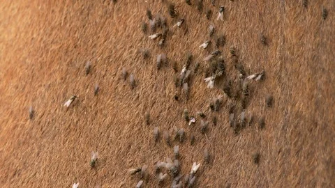 Cattle annoyed by flies Stock Footage 79085258
