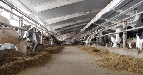 Cattle are bred on the farm. Cows are fed hay Stock Footage 172183371