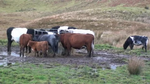 Cattle around Feeder Stock Footage 44366129