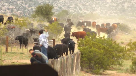 Cattle Arriving Kids in Foreground Vídeo Stock 4281157