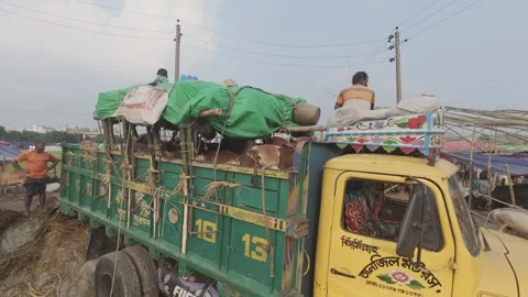 Cattle Arriving by Truck at Diyabari Eid Market for Unloading Stock Footage 335367388