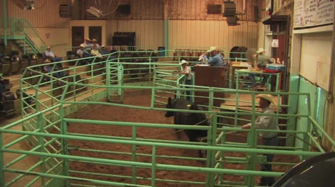 Cattle auction 2 Stock Footage 31247714