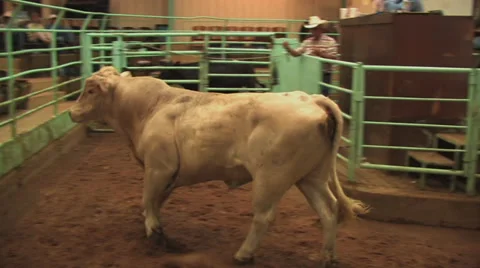 Cattle auction 4 Video stock 31248345