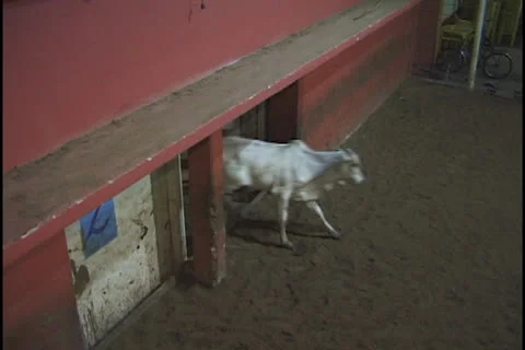 Cattle auction in the Amazon Stock Footage 24263268